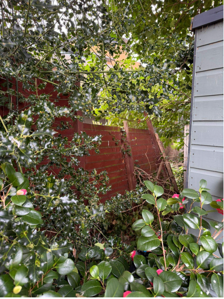 Overgrown garden boundary at 28 Ashwood Avenue before clearance, showing rotten fence panels and dense holly and ivy growth