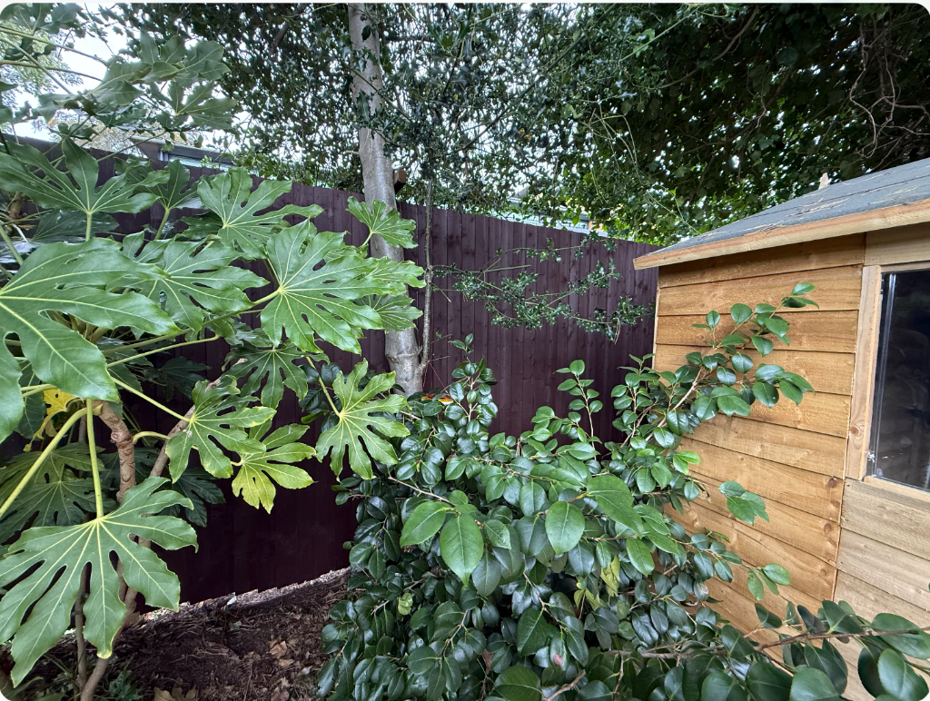 New feather-edge boundary fencing at Ashwood Avenue West Didsbury garden